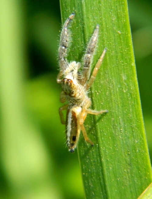 Mendoza canestrinii